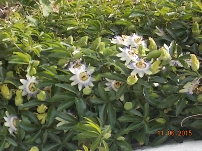 DSCN1009.JPG