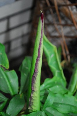 Dracunculus 009pp.jpg