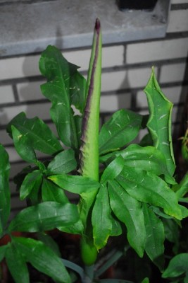 Dracunculus 010pp.jpg