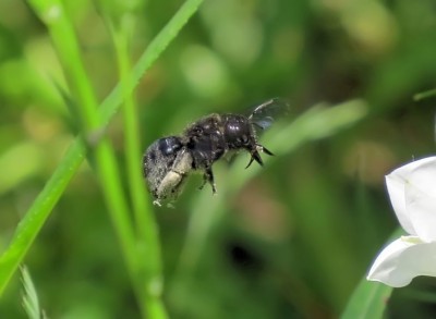 1_Holzbiene im Flug_web.jpg