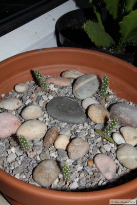 20150613_01.JPG