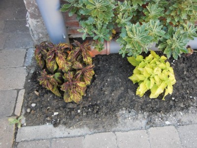 Buntnessel-004.JPG