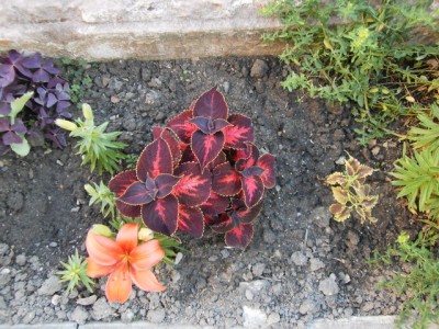 Buntnessel-009.JPG