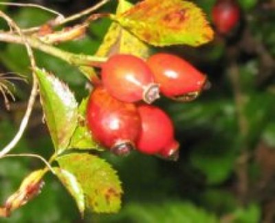 hagebutte richtige.jpg