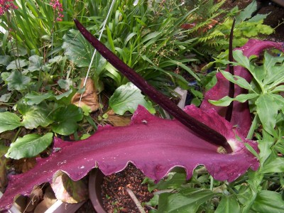 2015-06-12 B - b.JPG