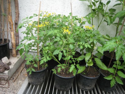 ampeltomate_5.jpg