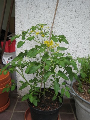 ampeltomate_6.jpg