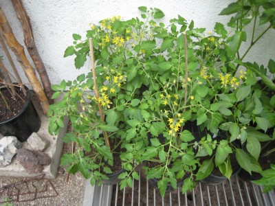 ampeltomate_7.jpg