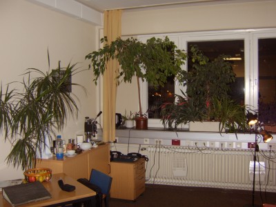 Büropflanzen 003.jpg