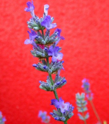 Lavendel.jpg