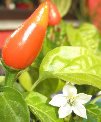 2015-05-20 17.51.32.jpg