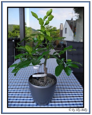 Kaffernlimette-Citrus hystrix.JPG