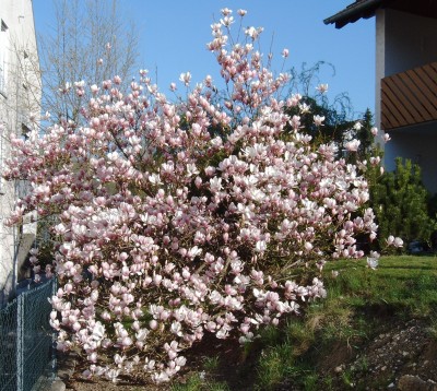 Magnolie_in_voller_Bluete_0124.jpg