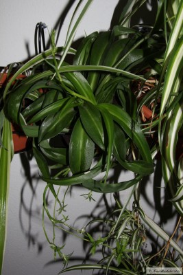 20150618_09.JPG