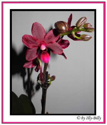 Phalaenopsis_unbekannt Rot_2015.JPG