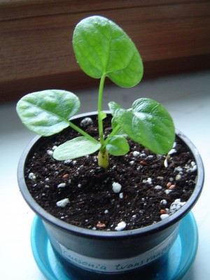 Cussonia transvaalensis (1).jpg