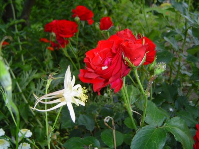 DSC00543.jpg