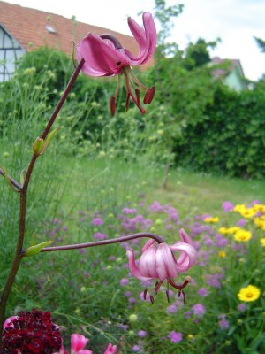 Türkenbundlilie (2).jpg