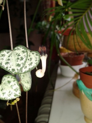 Ceropegia woodii (1).jpg