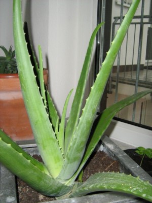 aloe 004klein.jpg