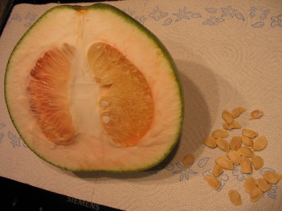Pomelo.jpg