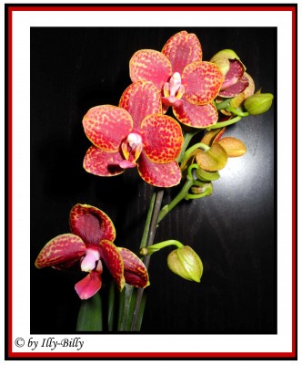 Phalaenopsis_Rot-Gelb_Kaufblüte 2015.JPG