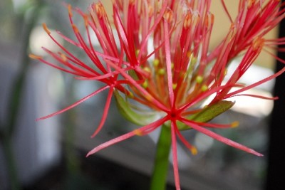 Scadoxus 009pp.jpg