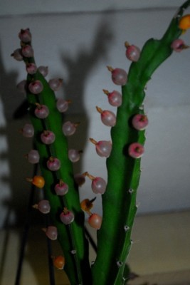 Rhipsalis15 001pp.jpg