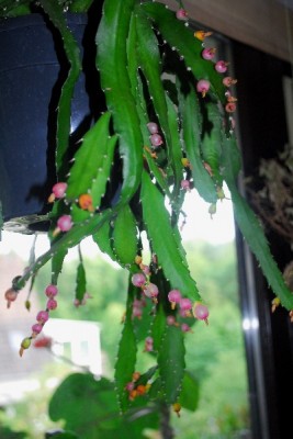 Rhipsalis15 002pp.jpg