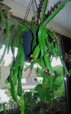 Rhipsalis15 003pp.jpg