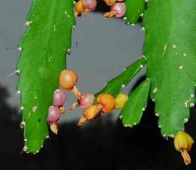 Rhipsalis15 004pp.jpg