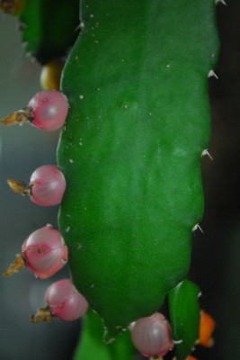 Rhipsalis15 005pp.jpg