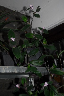 Tradescantia15 011pp.jpg