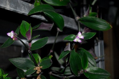 Tradescantia15 012pp.jpg
