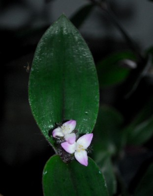 Tradescantia15 013pp.jpg