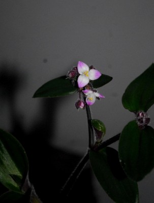 Tradescantia15 014pp.jpg