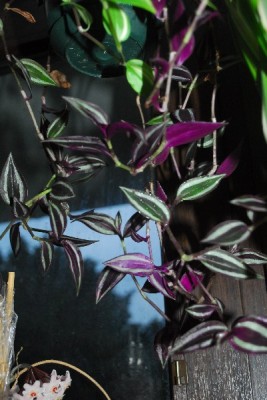 Tradescantia15 015pp.jpg