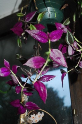 Tradescantia15 016pp.jpg
