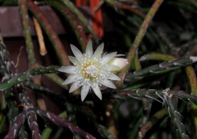 Rhipsalis15 007pp.jpg