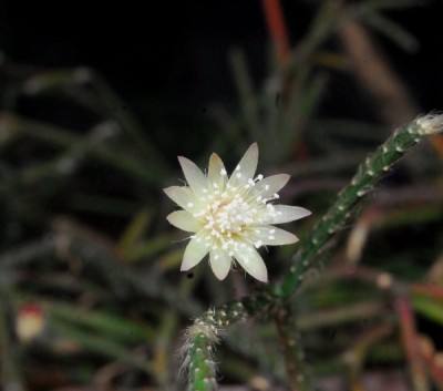 Rhipsalis15 008pp.jpg