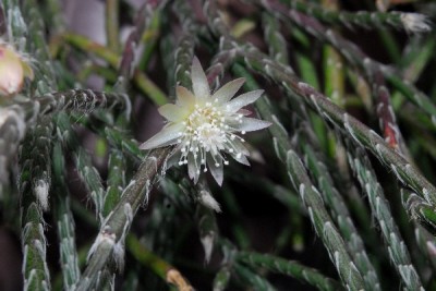 Rhipsalis15 009pp.jpg