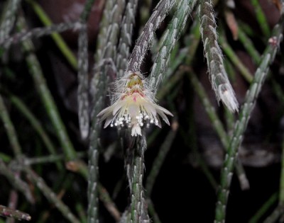 Rhipsalis15 010pp.jpg