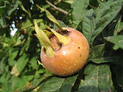 mispel baum.jpg
