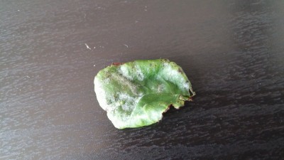 07_20150628_183316.jpg