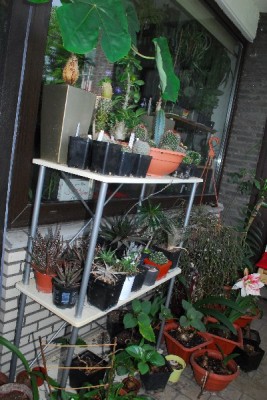 Frühling15 166pp.jpg