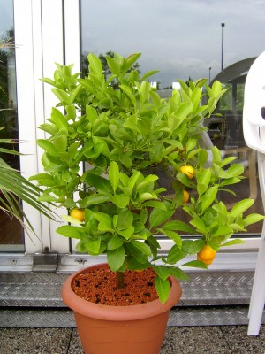 Calamondin Juni 07.JPG
