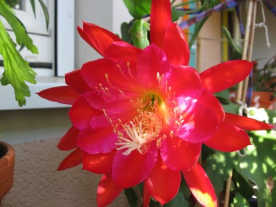IMG_9560.JPG