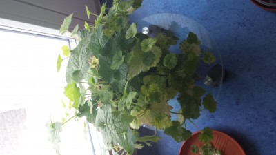 20150703_145007.jpg