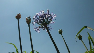 Agapanthus Charlotte (2).JPG