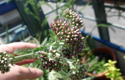 Schafgarbe Purpur.JPG